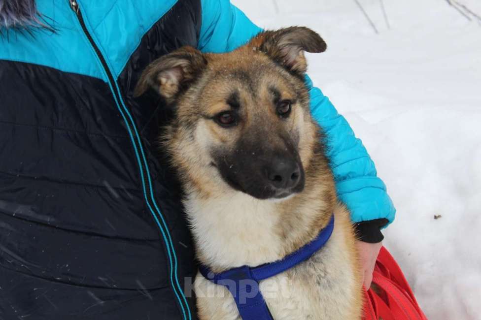 Собаки в Балашихе: замечательный пес ,которого никто не замечает Мальчик, 10 руб. - фото 3