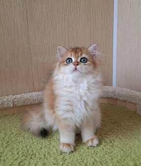 Шиншилла золотая днвочка