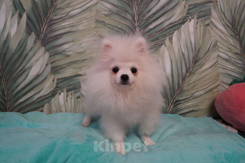 Собаки в Москве: Щенок померанского шпица-белый Мальчик, 25 000 руб. - фото 3