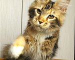 Кошки в Мытищах: Котенок Мейн кун Девочка, 40 000 руб. - фото 9