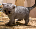 Кошки в Люберцах: Шотландский вислоухий котик Мальчик, 15 000 руб. - фото 3