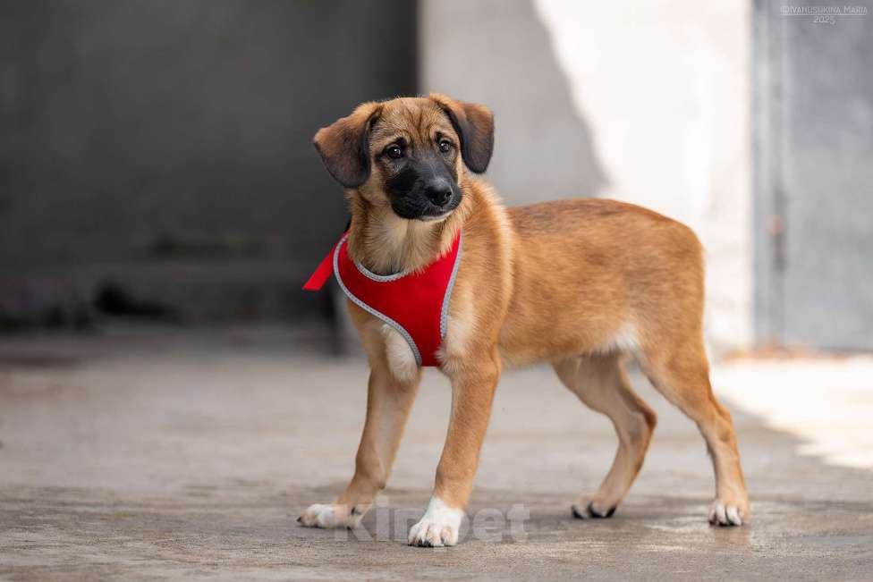 Собаки в Москве: Брауни - ваш сладкий пиражочек Мальчик, Бесплатно - фото 3