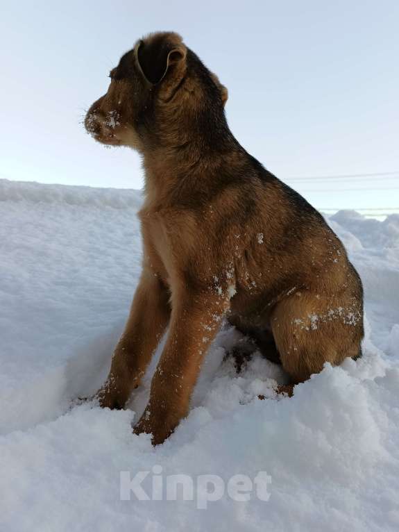Собаки в других городах Ленинградской области: Трехцветный язык Мальчик, Бесплатно - фото 1