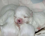Собаки в Саратове: Мальтийская болонка щенок Девочка, 70 000 руб. - фото 1