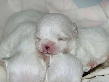 Мальтийская болонка щенок