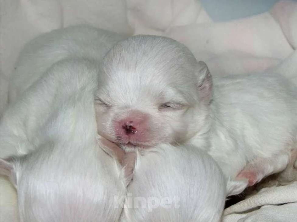 Собаки в Саратове: Мальтийская болонка щенок Девочка, 70 000 руб. - фото 1