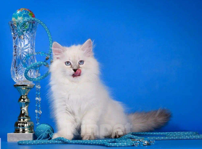Кошки в Москве: Невский маскарадный котёнок Девочка, Бесплатно - фото 2