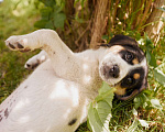 Собаки в Химках: чудесная Весточка в добрые руки   Девочка, Бесплатно - фото 4