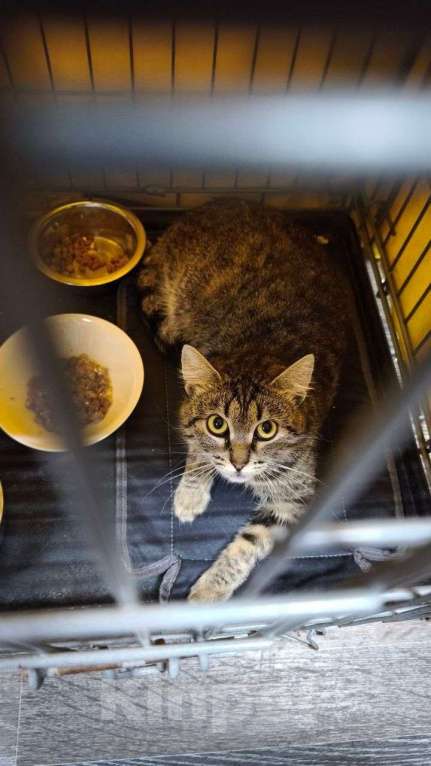 Кошки в Санкт-Петербурге: Кошка в добрые руки Девочка, Бесплатно - фото 3