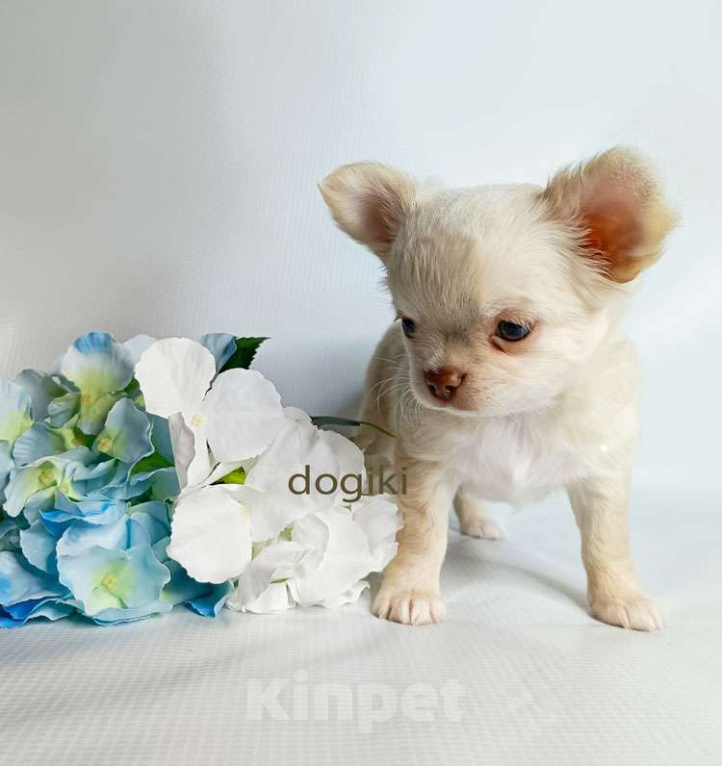 Собаки в Москве: Чихуахуа мальчик шоколадный носик Мальчик, 23 000 руб. - фото 2