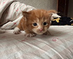 Кошки в Люберцах: продажа Мейн Куны Девочка, 25 000 руб. - фото 6