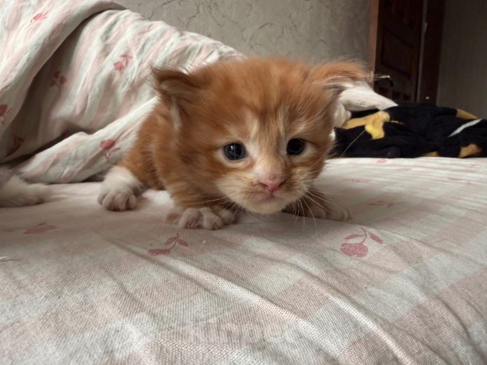 Кошки в Люберцах: продажа Мейн Куны Девочка, 25 000 руб. - фото 6
