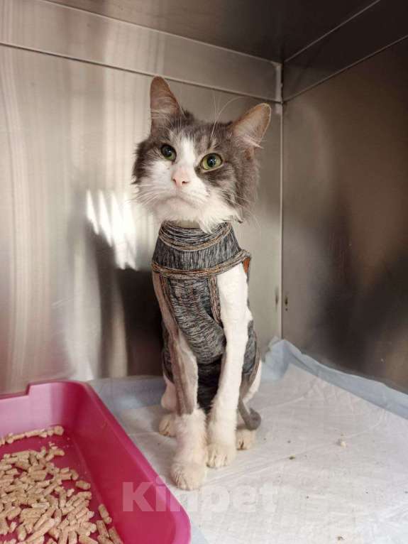 Кошки в Москве: Матроскин ищет дом Мальчик, Бесплатно - фото 1