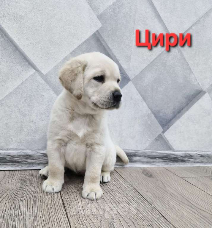 Собаки в Новокузнецке: Щенки Лабрадора РКФ Девочка, 60 000 руб. - фото 2