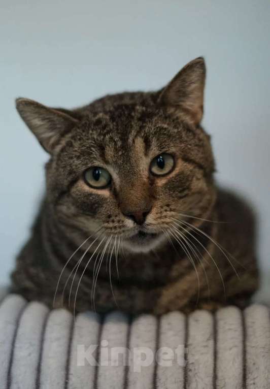 Кошки в Санкт-Петербурге: Сережа из приюта Мальчик, Бесплатно - фото 2