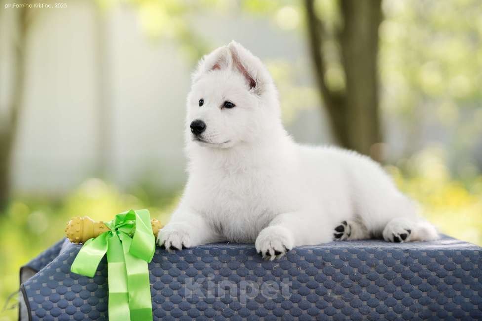 Собаки в других городах Московской области: Щенки белой швейцарской овчарки Мальчик, 60 000 руб. - фото 4