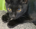 Кошки в Москве: Котенок в добрые руки Мальчик, Бесплатно - фото 8