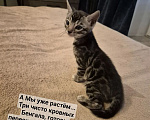 Кошки в Новосибирске: Бенгальские котята Девочка, 15 000 руб. - фото 1