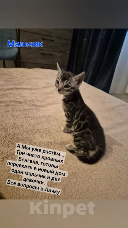 Кошки в Новосибирске: Бенгальские котята Девочка, 15 000 руб. - фото 1