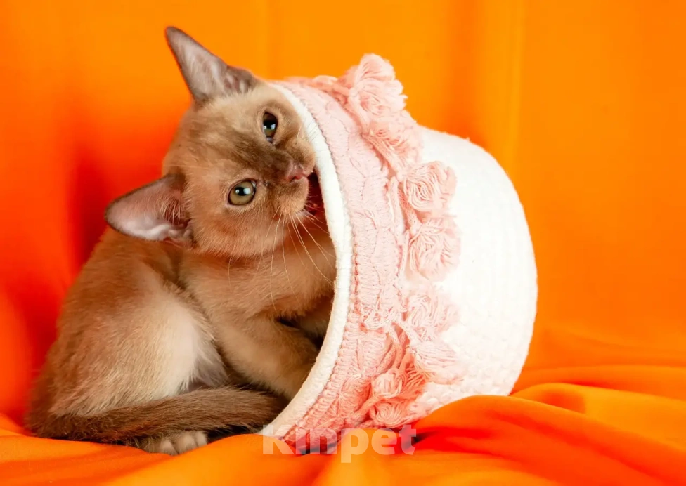 Кошки в Екатеринбурге: Клубные котята Европейской бурмы Мальчик, 60 000 руб. - фото 9