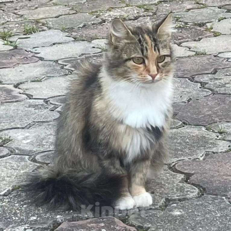 Кошки в Москве: Через две недели кошечка останется одна в пустом СНТ  Девочка, Бесплатно - фото 2