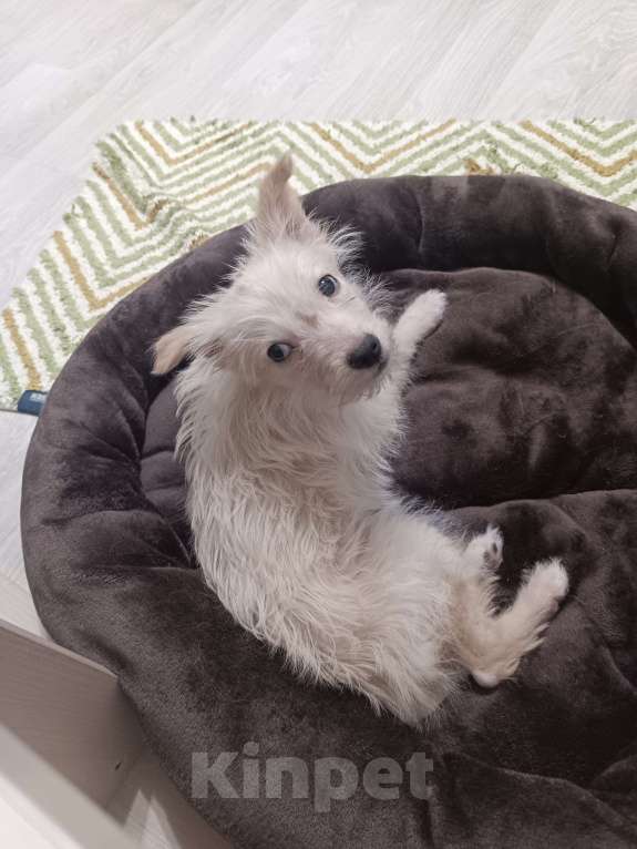 Собаки в Москве: Метис, девочка 4,5 месяца Девочка, Бесплатно - фото 3