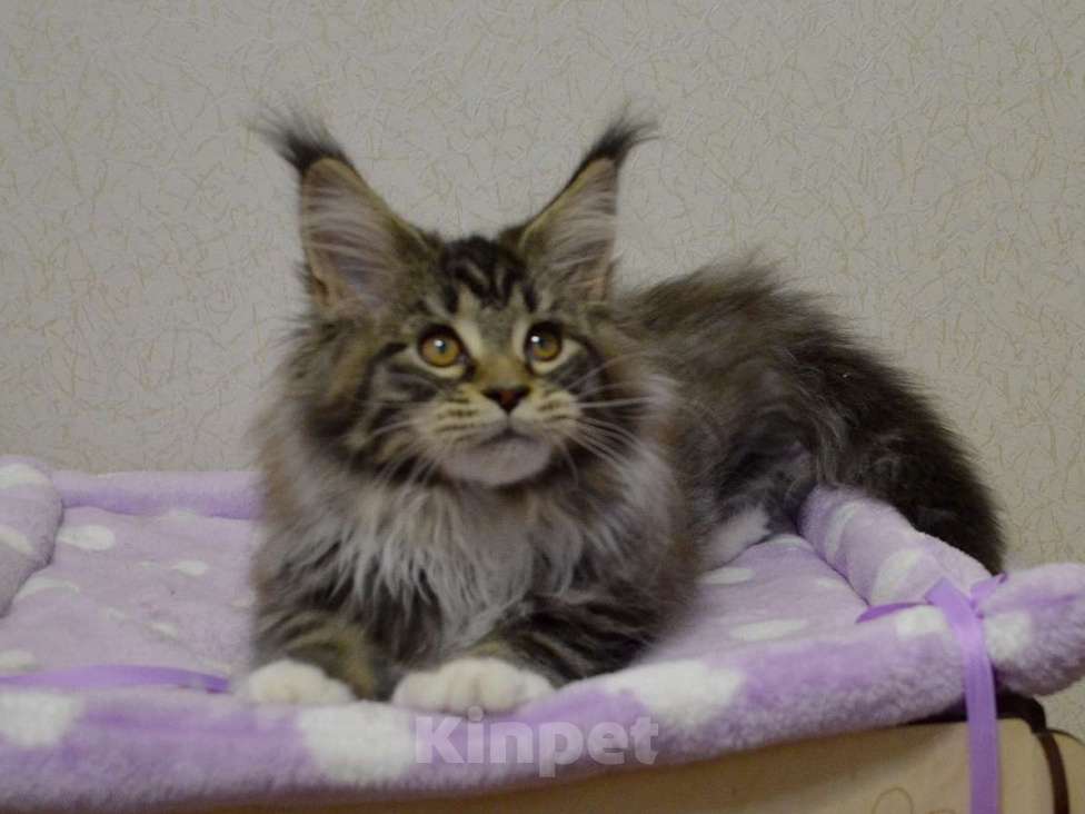 Кошки в Екатеринбурге: Кошечка мейн кун Девочка, 40 000 руб. - фото 4