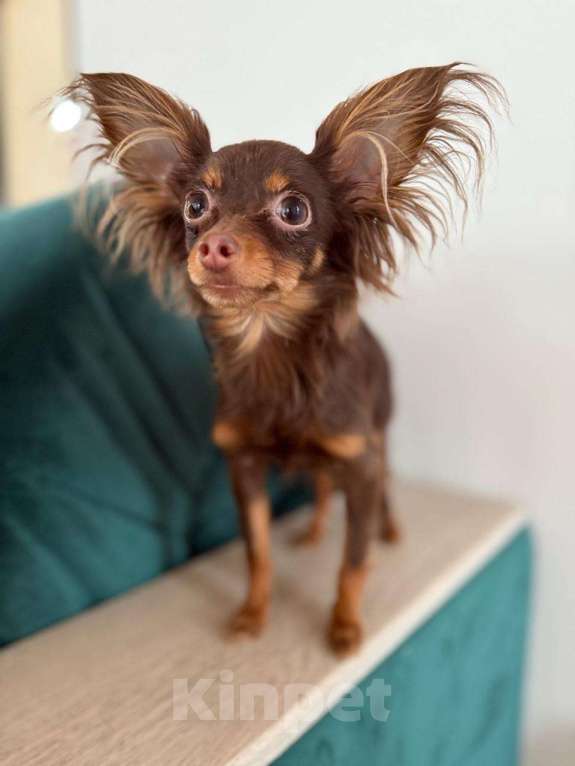 Собаки в других городах Московской области: Девочка той терьер  Девочка, 30 000 руб. - фото 2