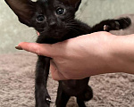 Кошки в Краснодаре: Питомник ориентальных кошек  Мальчик, 40 000 руб. - фото 5