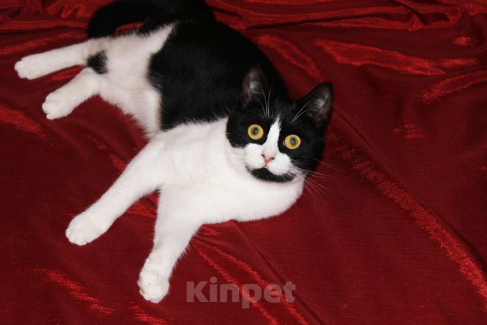 Кошки в Москве: Очаровательная Панечка, 6 мес., в добрые руки Девочка, Бесплатно - фото 7