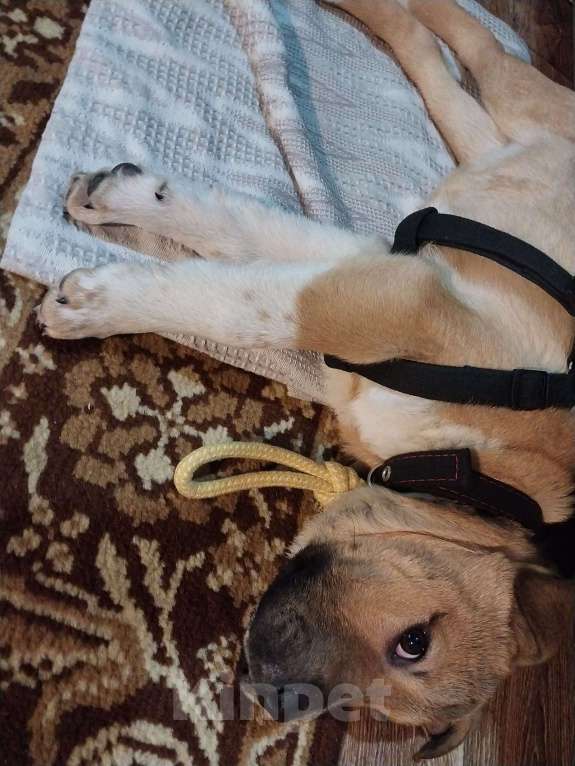 Собаки в Новом Уренгое: Продам щенка  Девочка, Бесплатно - фото 3