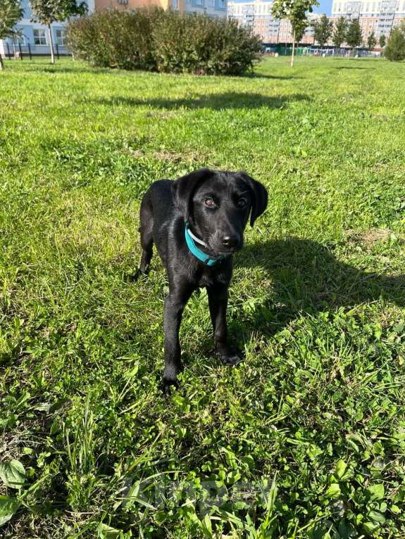 Собаки в Казани: СРОЧНО щенок в добрые руки Девочка, Бесплатно - фото 4