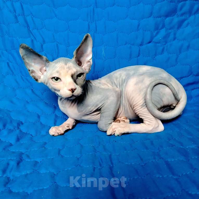 Кошки в Королеве: Грациозная кошечка из питомника Девочка, 60 000 руб. - фото 3