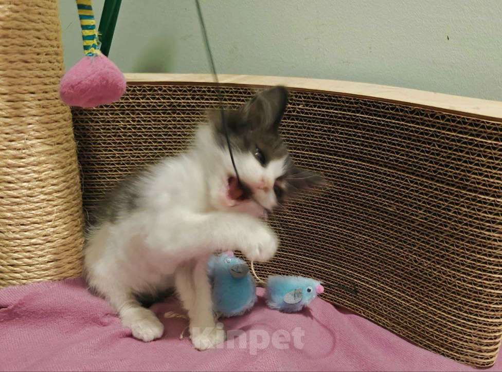 Кошки в Москве: Котенок-карапузик в добрые руки, 1,5 мес Мальчик, Бесплатно - фото 5