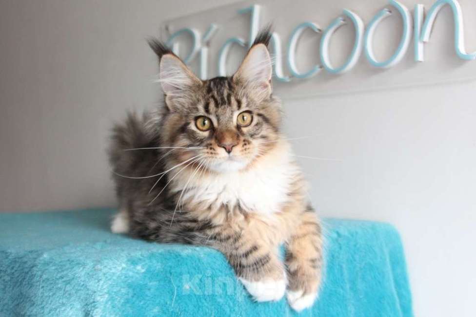 Кошки в Екатеринбурге: Котята мейнкун из питомника Ричкун - Екатеринбург Мальчик, 30 000 руб. - фото 2