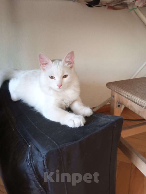 Кошки в Ростове-на-Дону: ОК Кошка Девочка, 500 руб. - фото 2