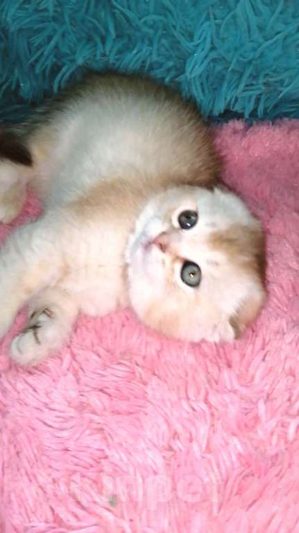 Кошки в Москве: Шотландские вислоухие котята  Девочка, 30 000 руб. - фото 9