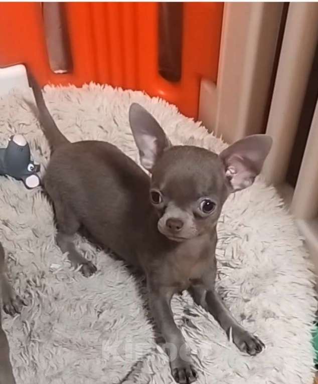 Собаки в Москве: Аяша Девочка, 60 000 руб. - фото 2