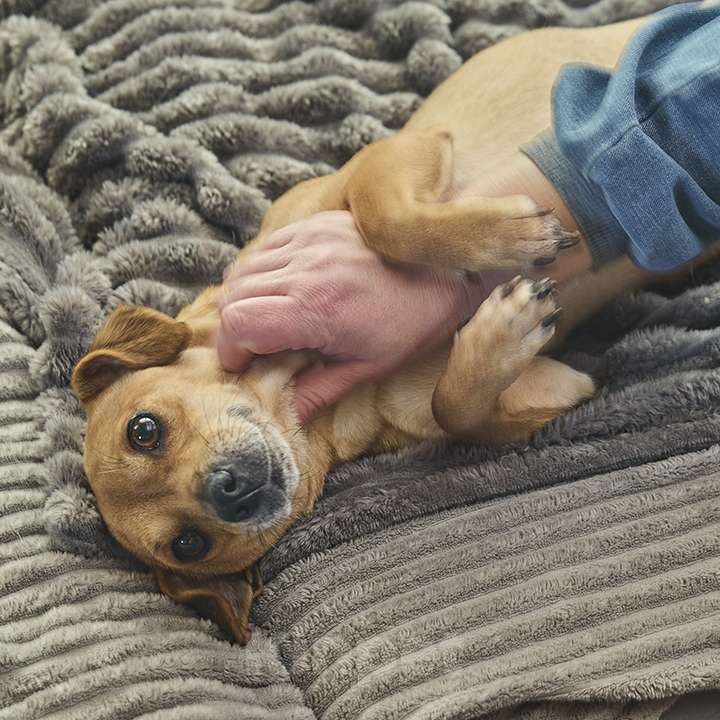 Собаки в Москве: Рыжуля Девочка, 10 руб. - фото 5