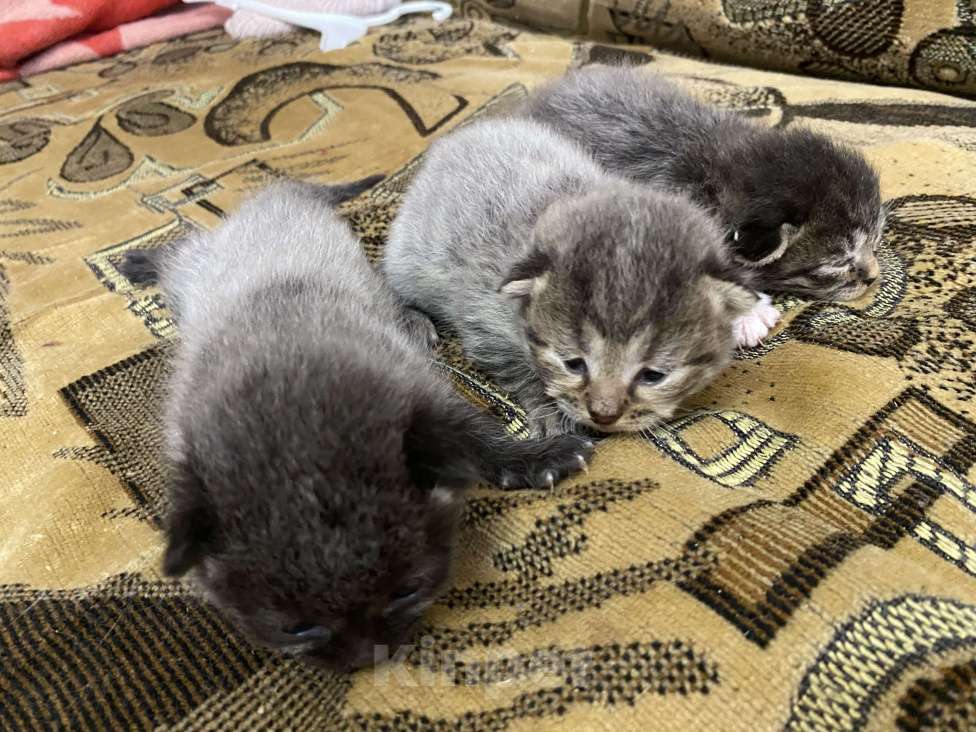 Кошки в Москве: Котята крохи Мальчик, Бесплатно - фото 1