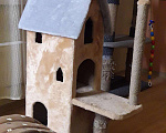Кошки в Теберде: Тигрёнок на Золоте с Особняком, 14 999 руб. - фото 8