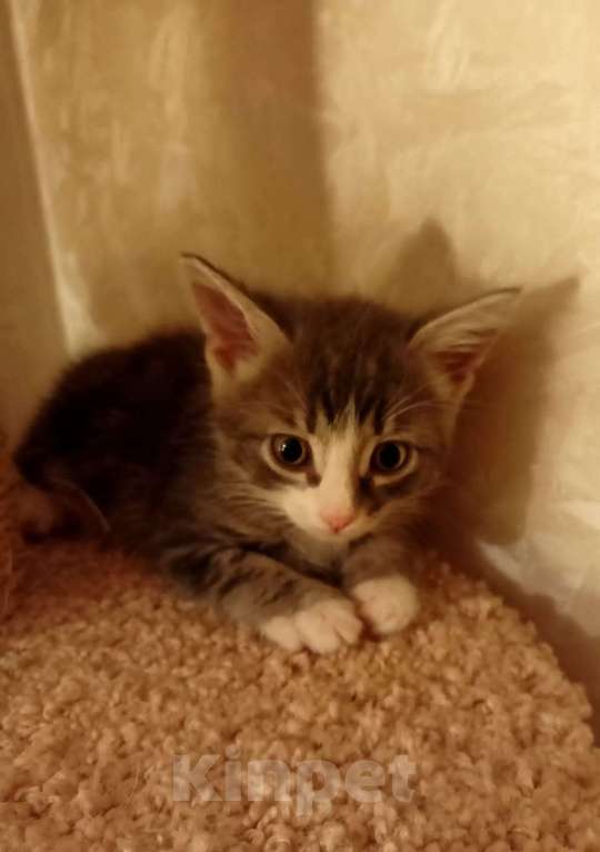 Кошки в Москве: Крохотные шпротики-котятки ищут дом Мальчик, Бесплатно - фото 4