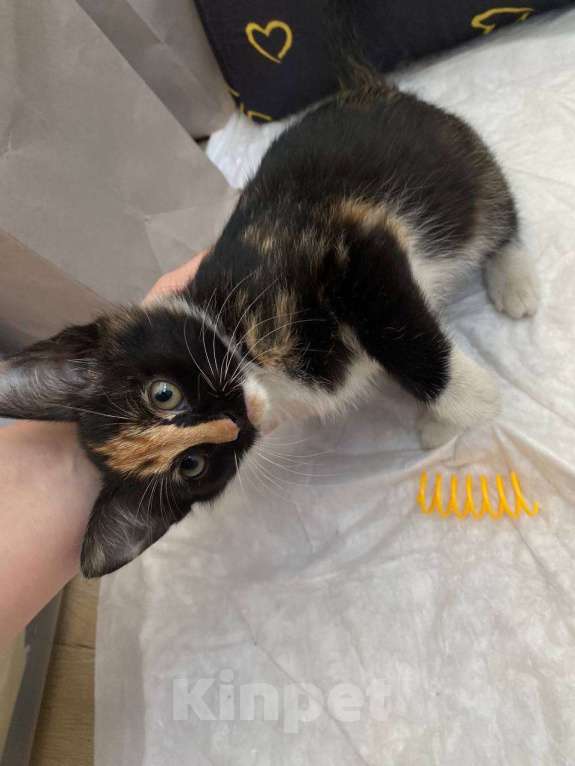 Кошки в Москве: Малыши ищут дом Разнополые, Бесплатно - фото 1