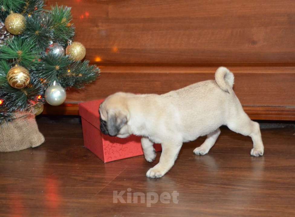 Собаки в Твери: Малыш мопсенок Мальчик, 40 000 руб. - фото 3