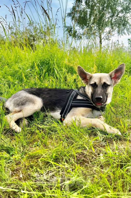 Собаки в Москве: КЛАЙД. Настоящий джентельмен. (не овчарка) Мальчик, 1 руб. - фото 4