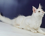 Кошки в Уфе: Котенок мейн-кун Мальчик, 30 000 руб. - фото 1