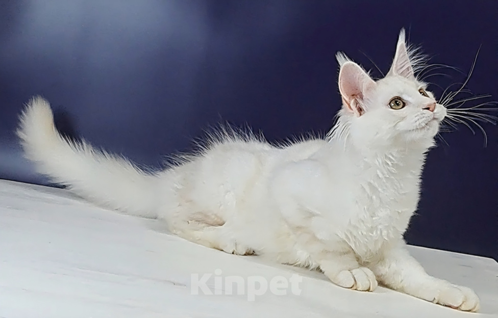 Кошки в Уфе: Котенок мейн-кун Мальчик, 30 000 руб. - фото 1