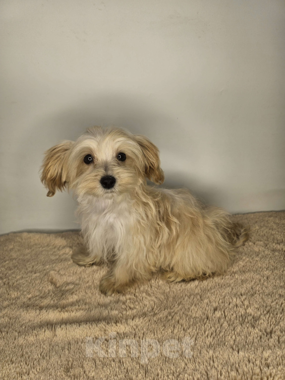 Собаки в Москве: Мальтипу щенок мальчик Мальчик, 60 000 руб. - фото 3