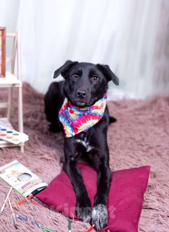 Собаки в других городах Московской области: Малыш в добрые руки  Мальчик, Бесплатно - фото 6