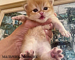 Кошки в Челябинске: Британский котенок шоколадное золото by12 Мальчик, 65 000 руб. - фото 3